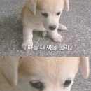 101마리 애견 이미지