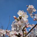 시기 | 부산 삼락공원 벚꽃 현재 상태 | 벚꽃축제 절정 시기·실시간 후기