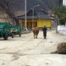 시골의 봄 풍경(펌 사진) 이미지