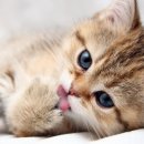 북아현동물병원 이미지