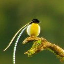 극락조,(極樂鳥, Bird of Paradise) 이미지