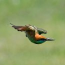 푸른꼬리벌잡이 Green bee-eater 이미지
