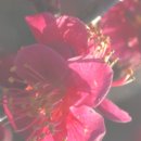 봄마중(2월에는) | 신안 임자도여행 남도의 봄 섬 홍매화축제, 조희룡미술관 기획전 불긍거후-7인의 매화도