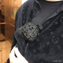 로랑이 동물병원 첫 외출! '보다듬 동물병원'