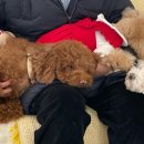 멍줍강아지산책유치원 이미지