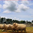 양떼목장 이미지