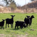 산지흑염소 이미지