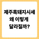 제주축산농협 축산물공판장 | 제주흑돼지 시세 왜 이렇게 달라질까?
