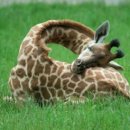 돌봄동물의료센터 이미지