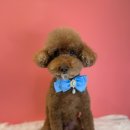 퍼스트멍멍 이미지