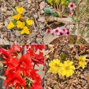 이마트 에브리데이 구로항동점 | 서울 봄나들이 명소 푸른수목원 주차 꿀팁, 항동철길 온실 복수초