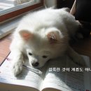 예삐