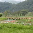 삼지연못 이미지