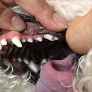 청담리덴동물치과병원 | 강아지 치아 파절, 어금니 부러짐 신경치료 + 레진 후기 + 레진 탈락 [베를린 동물치과센터]