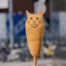 김지 이미지