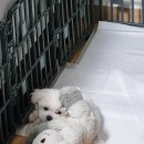 부산강아지분양 앨리펫 이미지