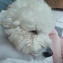 닥터각 동물병원 이미지