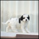 유어펫 라운지 강아지분양 이미지