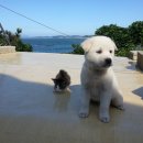 강아지랑고양이 이미지