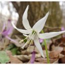 꽃보다 Dog 이미지