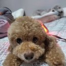 도그,위브 이미지