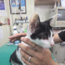 고득영동물병원 이미지