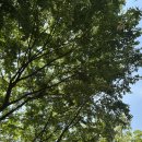 경기자동차유리 | 평택자동차유리손상 전문점 돌빵 복원 실제 후기 추천업체 소개