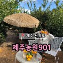수산2리 | 제주 동쪽 귤 따기 체험 추천 '제주농원901'