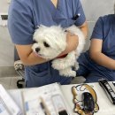 나성펫동물병원 이미지