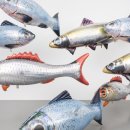 부산Fish 이미지