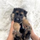 균영농장 이미지