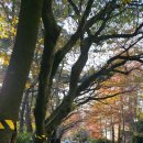 스타벅스 해운대달맞이점 이미지