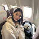 AIR PET 이미지