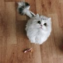 별다방 야옹이 이미지