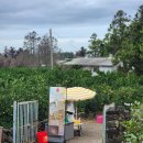 2180 | 제주 서쪽 감귤밭 카페 추천, 야외 정원이 매력적인 카페덕수리2180 후기