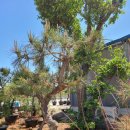 금송농장2 이미지