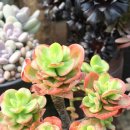 조안농장 이미지