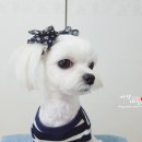 버들의류 이미지
