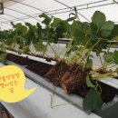 이경일농장 이미지