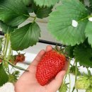 원동농장 | 부산 근교 양산 원동 하나 딸기 체험 아이랑 가볼만한곳 딸기농장