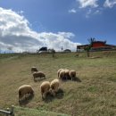 칠곡양떼목장 이미지