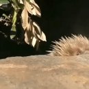 가시두더지(Echidna) 혀 놀림.gif 이미지