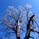 참조은날 이미지