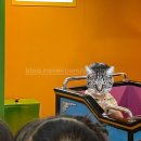 [용인/기흥] 기흥구청 키즈카페 헬로방방 재밌다…9월 이벤트중