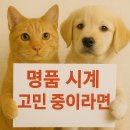 품격있는 라이프스타일 액티브시니어 ‘나이’답게말고 ‘나’다운 시작 | 명품 시계 고민 중이라면, ‘이유’부터 먼저 정리해보세요
