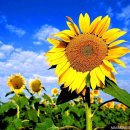 해바라기 이미지