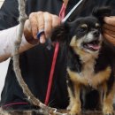 댕댕이미용 이미지