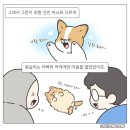 아빠의 귀가를 기다리는 반려견 몽실이 이미지