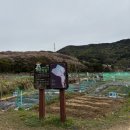 꽃들추어탕 | 기장철마 공영텃밭 추어탕 먹고 곰내연밭 유채꽃과 벚꽃