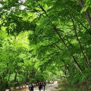 광주-송정-9 | 광주 금호고속 남도한바퀴 순천여수오션뷰여행 다녀온 후기ㅣ선암사 무슬목해변 오동도